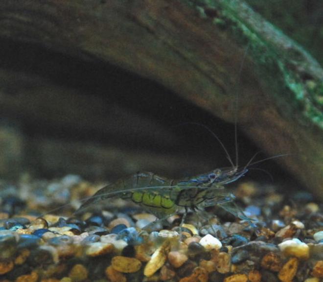 corals inverts - macrobrachium sp. - indian whisker shrimp stocking in 168 gallons tank - Wisker Shrimp - about 2.5" & full of little green eggs.  These guys are the best scavengers - they work day and night and even reach under the gravel to get at their little tresures.