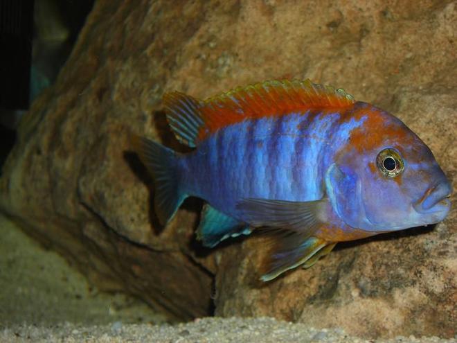 freshwater fish - labidochromis sp. - hongi stocking in 180 gallons tank - Labidochromis Hongi