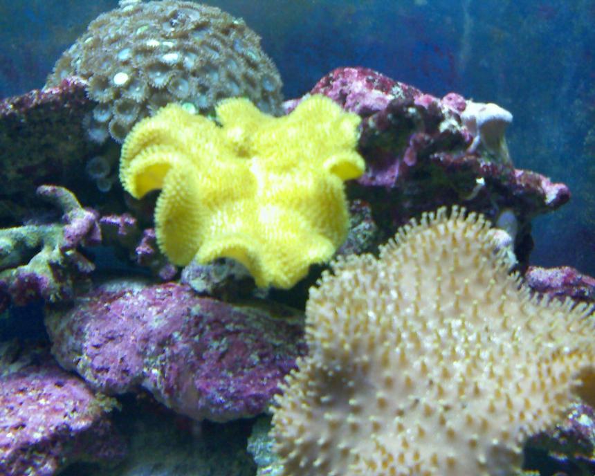 Rated #54: Corals Inverts - Sarcophyton Elegans - Yellow Fiji Leather Coral Stocking In 55 Gallons Tank - leather coral