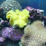corals inverts - sarcophyton elegans - yellow fiji leather coral stocking in 55 gallons tank - leather coral
