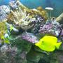 saltwater fish - zebrasoma flavescens - yellow tang - hawaii stocking in 55 gallons tank - yellow tang