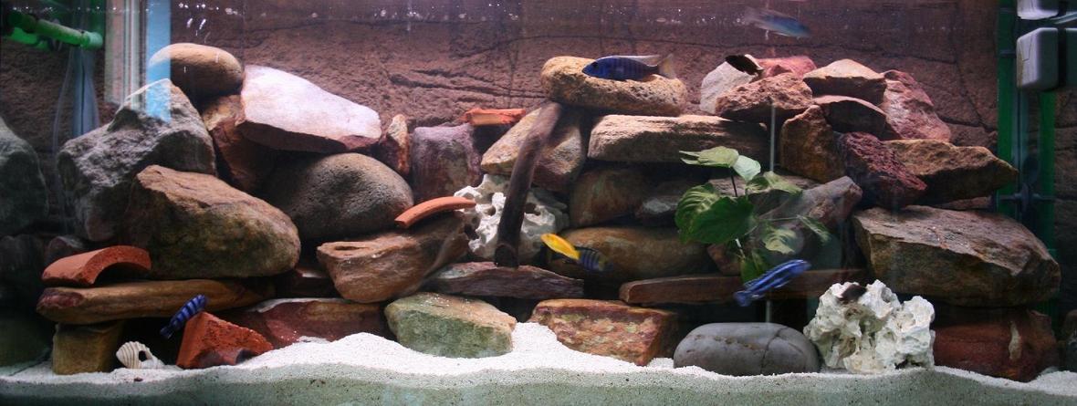 50 gallons freshwater fish tank (mostly fish and non-living decorations) - My four-foot African community set-up.
