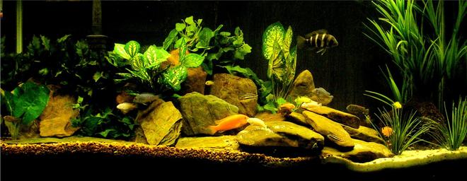 freshwater fish - cyphotilapia frontosa - frontosa cichlid stocking in 29 gallons tank - Another Setup