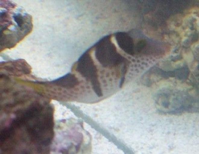 saltwater fish - canthigaster valentini - saddle valentini puffer stocking in 55 gallons tank - Valentini Puffer New2hobby