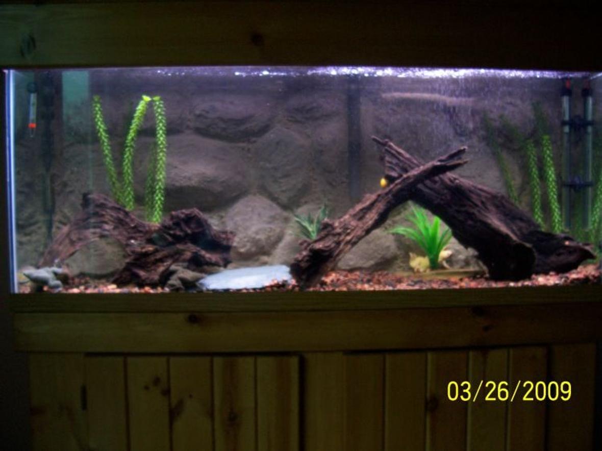 fish tank picture - 55 gallon freshwater tank housing African clawed frogs and apple snails, DIY background
