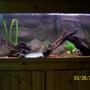 fish tank picture - 55 gallon freshwater tank housing African clawed frogs and apple snails, DIY background