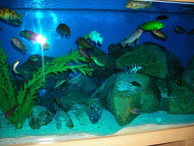 freshwater fish - cyphotilapia frontosa - frontosa cichlid stocking in 180 gallons tank - Mbuna tank