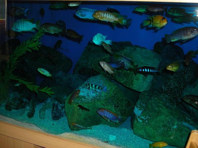 freshwater fish stocking in 180 gallons tank - Mbuna tank 2nd pic
