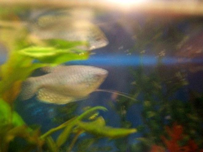 freshwater fish - trichogaster trichopterus - blue gourami stocking in 10 gallons tank - A really good pic of my Blue gourami, Gabby.