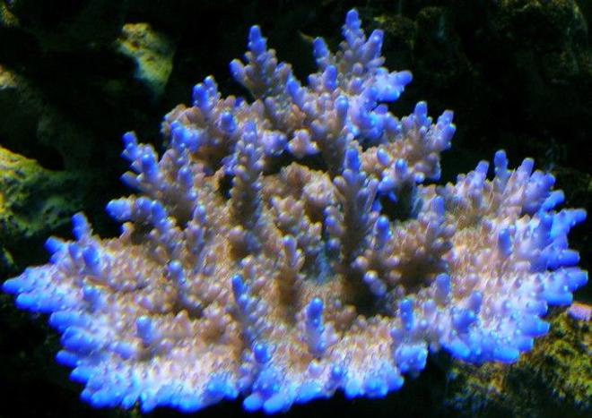 corals inverts - acropora efflorescens - blue tip efflo stocking in 120 gallons tank - Blue tip efflo