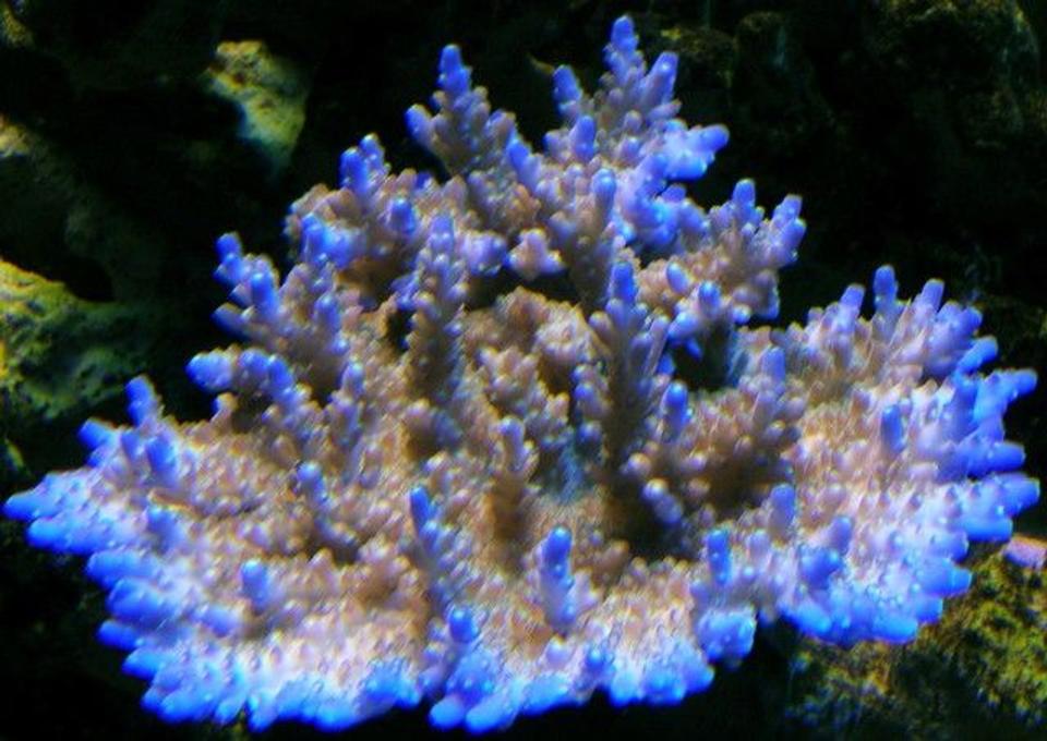 corals inverts - acropora efflorescens - blue tip efflo stocking in 120 gallons tank - Blue tip efflo