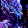 corals inverts - acropora sp. - acropora coral stocking in 120 gallons tank - Garf purple bonsai