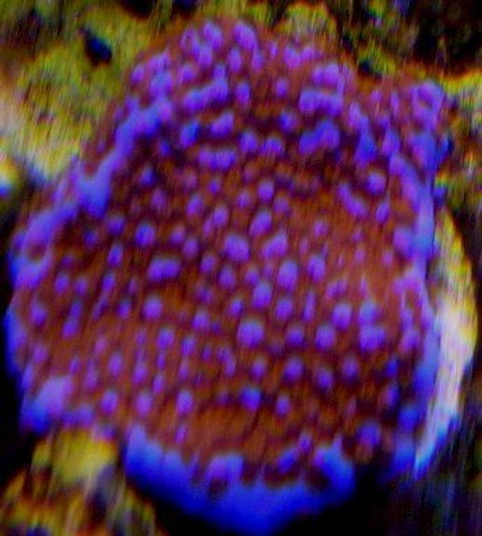 corals inverts - montipora sp. - superman montipora stocking in 120 gallons tank - superman monti