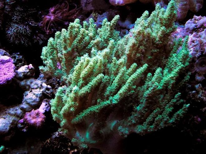 corals inverts - nepthea sp. - neon green nepthea stocking in 120 gallons tank - GREEN RARE NEPTHEA