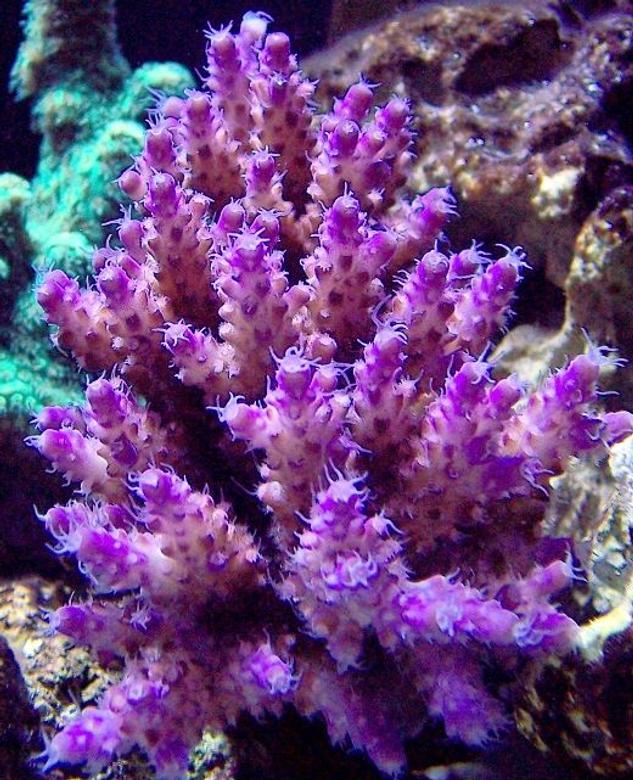 corals inverts - acropora sp. - purple tip acropora stocking in 120 gallons tank - I call this purple ice