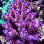 corals inverts - acropora sp. - purple tip acropora stocking in 120 gallons tank - I call this purple ice
