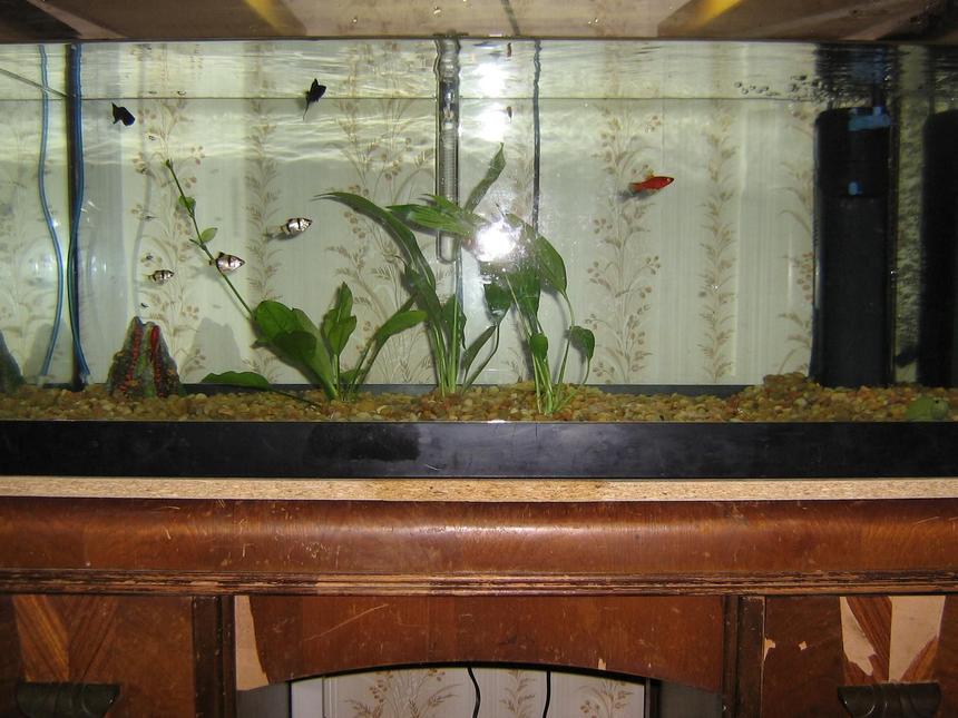 Rated #4314: 50 Gallons Freshwater Fish Tank - My 50 gallon Tank  (not complete)