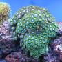 corals inverts - zoanthus sp. - colony polyp stocking in 55 gallons tank - multi color Zoan