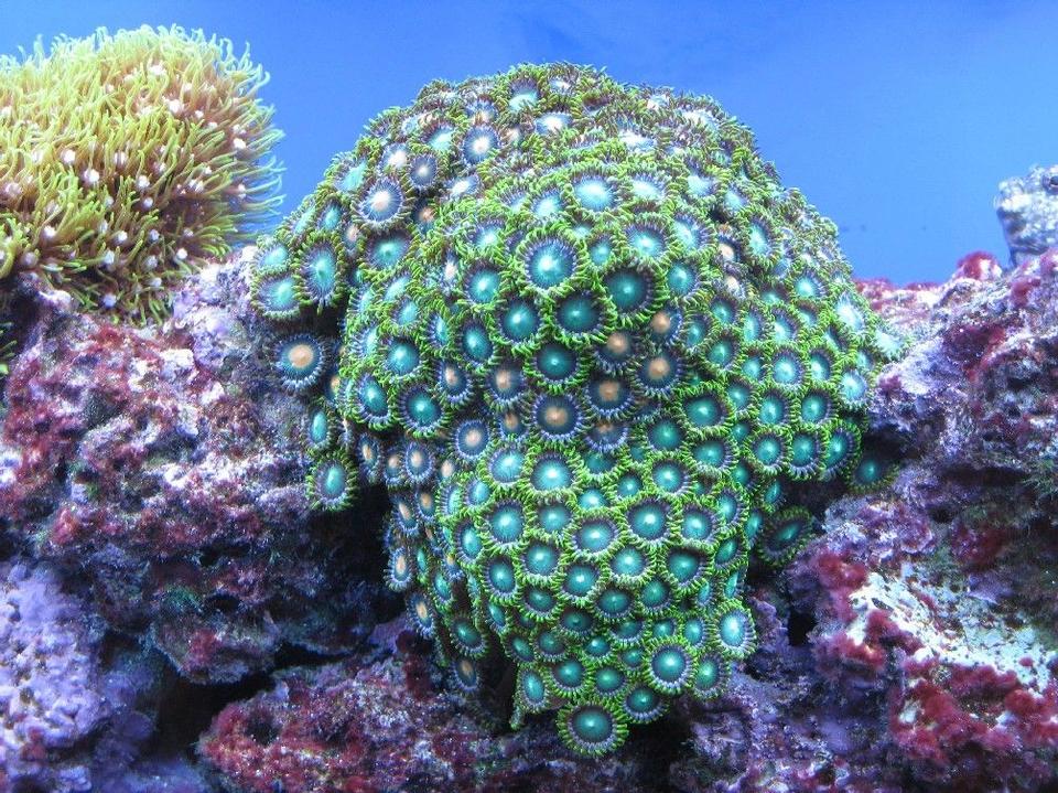 corals inverts - zoanthus sp. - colony polyp stocking in 55 gallons tank - multi color Zoan