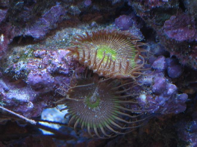corals inverts - protopalythoa sp. - button polyp stocking in 55 gallons tank - Green Button Polyop 10 mos.