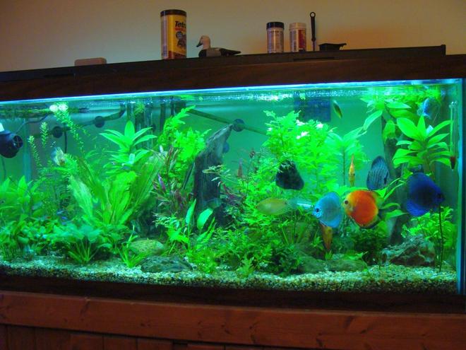 75 gallons planted tank (mostly live plants and fish) - 75gal, about 8mos, FISH: Discus: 2xfire red; 2xturqoise; 1xmarlboro; 1xcobalt; 1xblue diamond.  2xgold gourami, 2xblue gourami, maybe a dozen each of neon and rummynose, a few hatchets and zebra danio, 2xblack skirt tetra, 1xSAE, 1xKribensis, 5xCory cat, 2xClown loach, 3xOtto, 1xbosemani and one big pleco. PLANTS: Indian Fern, Madagascar Lace, Crypts, Alternanthera Reinickii roseofola, Java Fern, melon sword, crypt wendtii, some wysteria, ludwigia arculata, more i'm probably forgetting...