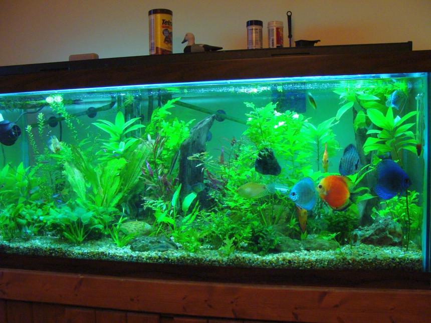 Rated #61: 75 Gallons Planted Tank - 75gal, about 8mos, FISH: Discus: 2xfire red; 2xturqoise; 1xmarlboro; 1xcobalt; 1xblue diamond.  2xgold gourami, 2xblue gourami, maybe a dozen each of neon and rummynose, a few hatchets and zebra danio, 2xblack skirt tetra, 1xSAE, 1xKribensis, 5xCory cat, 2xClown loach, 3xOtto, 1xbosemani and one big pleco. PLANTS: Indian Fern, Madagascar Lace, Crypts, Alternanthera Reinickii roseofola, Java Fern, melon sword, crypt wendtii, some wysteria, ludwigia arculata, more i'm probably forgetting...
