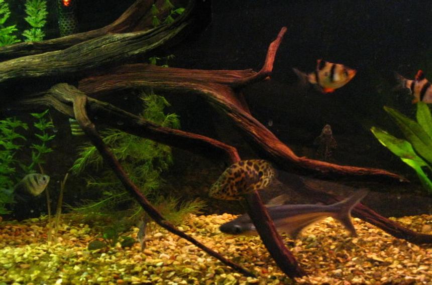 Rated #196: Freshwater Fish - Ctenopoma Acutirostre - Leopard Ctenopoma Stocking In 50 Gallons Tank - A few of my fish