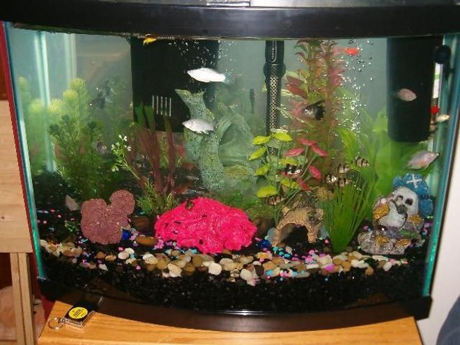 30 gallons freshwater fish tank (mostly fish and non-living decorations) - 30 gallon bowfront