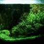 10 gallons planted tank (mostly live plants and fish) - Cocoon 7