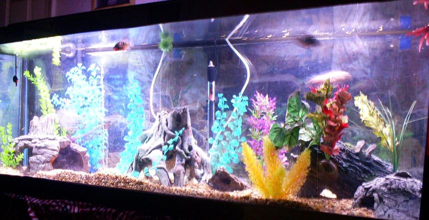 Rated #2855: 100 Gallons Freshwater Fish Tank - front