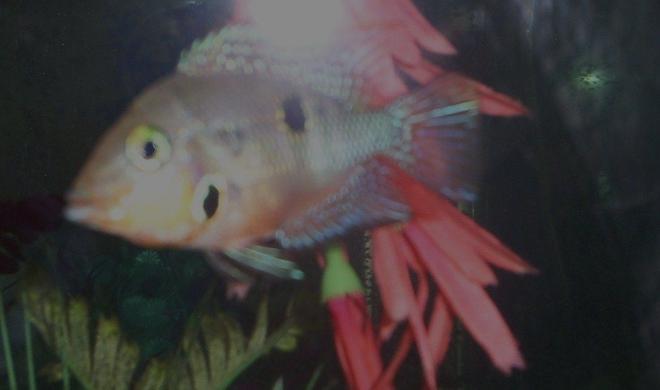 freshwater fish - thorichthys meeki - firemouth cichlid stocking in 100 gallons tank - firemouth