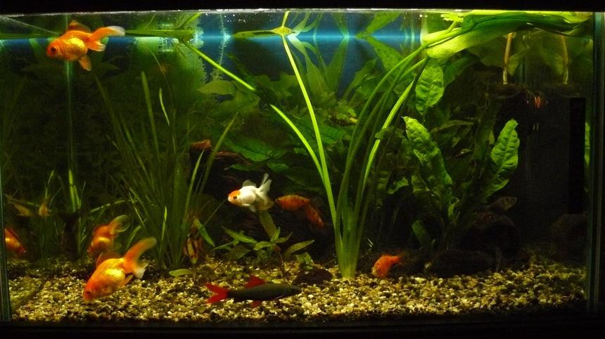 Rated #2852: 25 Gallons Freshwater Fish Tank - 100 L tank, 5 goldfish, 1 labeo, 2 corry, 2 tetra, 4 conconius, 1 kuli, 1 tiger barb.
