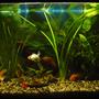 25 gallons freshwater fish tank (mostly fish and non-living decorations) - 100 L tank, 5 goldfish, 1 labeo, 2 corry, 2 tetra, 4 conconius, 1 kuli, 1 tiger barb.