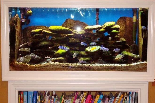 90 gallons freshwater fish tank (mostly fish and non-living decorations) - 90 gallon in wall tank with bookshelf