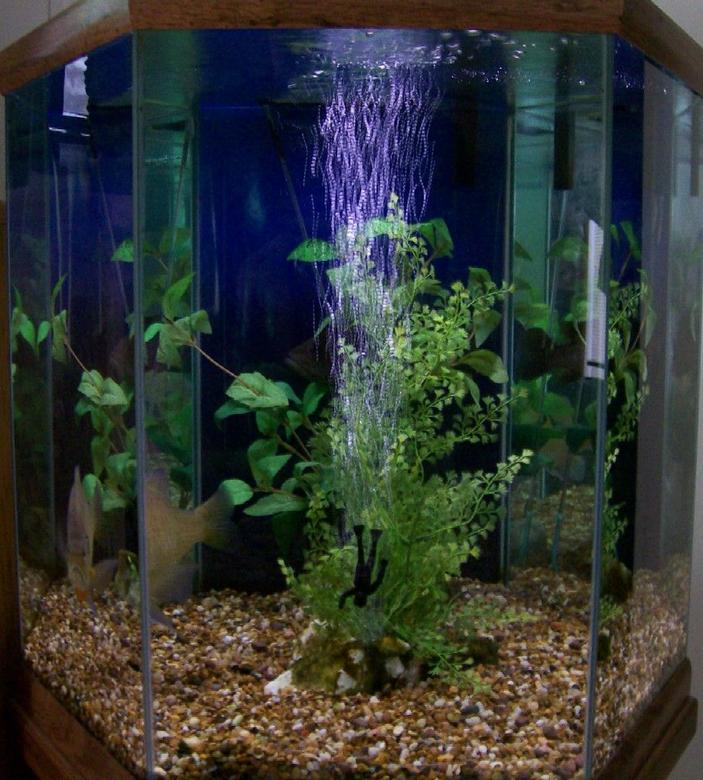 40 gallons freshwater fish tank (mostly fish and non-living decorations) - 40 gallon Hexagonal tank, 18" fluorescent light, Penquin Bio-Wheel 200 filter.