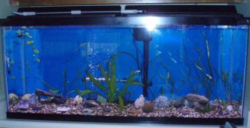 Rated #4001: 55 Gallons Freshwater Fish Tank - 55 gallon freshwater in early stages
March 21st 2009