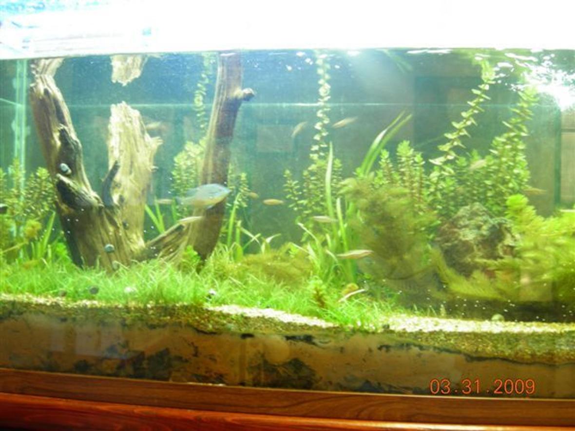 180 gallons planted tank (mostly live plants and fish) - Full tank shot.