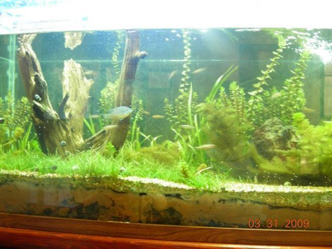 180 gallons planted tank (mostly live plants and fish) - Full tank shot.