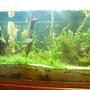 180 gallons planted tank (mostly live plants and fish) - Full tank shot.