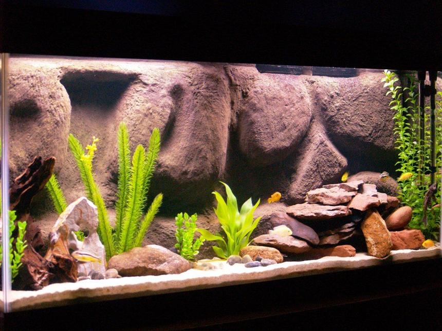 Rated #27: 55 Gallons Freshwater Fish Tank - African Cichlids, 55 Gallon