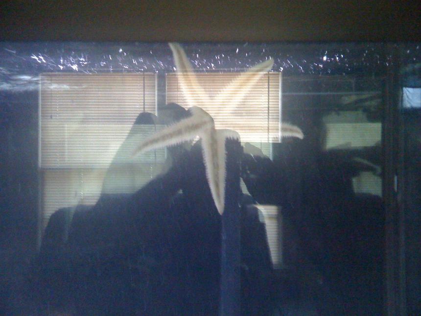 Rated #86: Corals Inverts - Astropecten Polycanthus - Sand Sifting Sea Star Stocking In 120 Gallons Tank - starfish