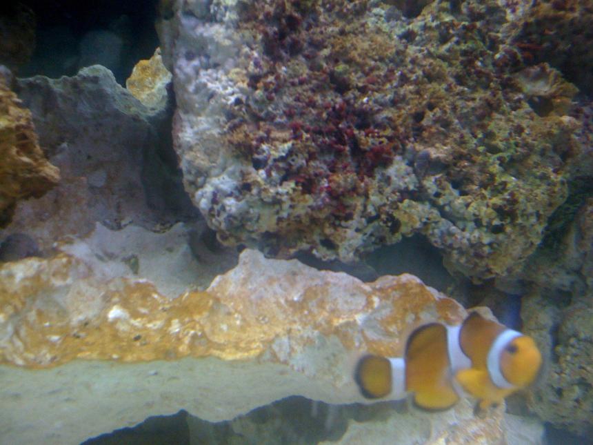 Rated #67: Saltwater Fish - Amphiprion Percula - True Percula Clownfish Stocking In 120 Gallons Tank - my own Nemo (clown fish)