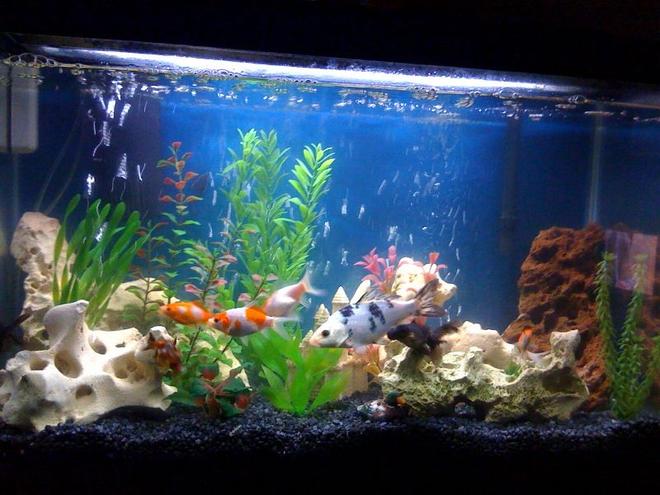 30 gallons freshwater fish tank (mostly fish and non-living decorations) - 30G Cold water tank
Three Comets, two Black Moors, one Spotted Fancy, one Pleco, one mystery Snail, and one Koi which has moved on to an outdoor pond.  *Now redone with all living plants, so pic is outdated, Im leaving it up because its my only photo with fake decor.