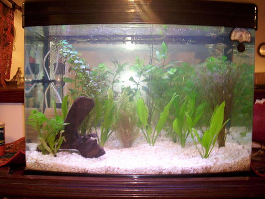 Rated #244: 152 Gallons Planted Tank - my small planted tank