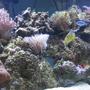 fish tank picture - Tank at 3 1/2 month mark.