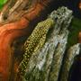freshwater fish - baryancistrus sp. - gold nugget pleco (l-18) stocking in 90 gallons tank - Gold Nugget Pleco