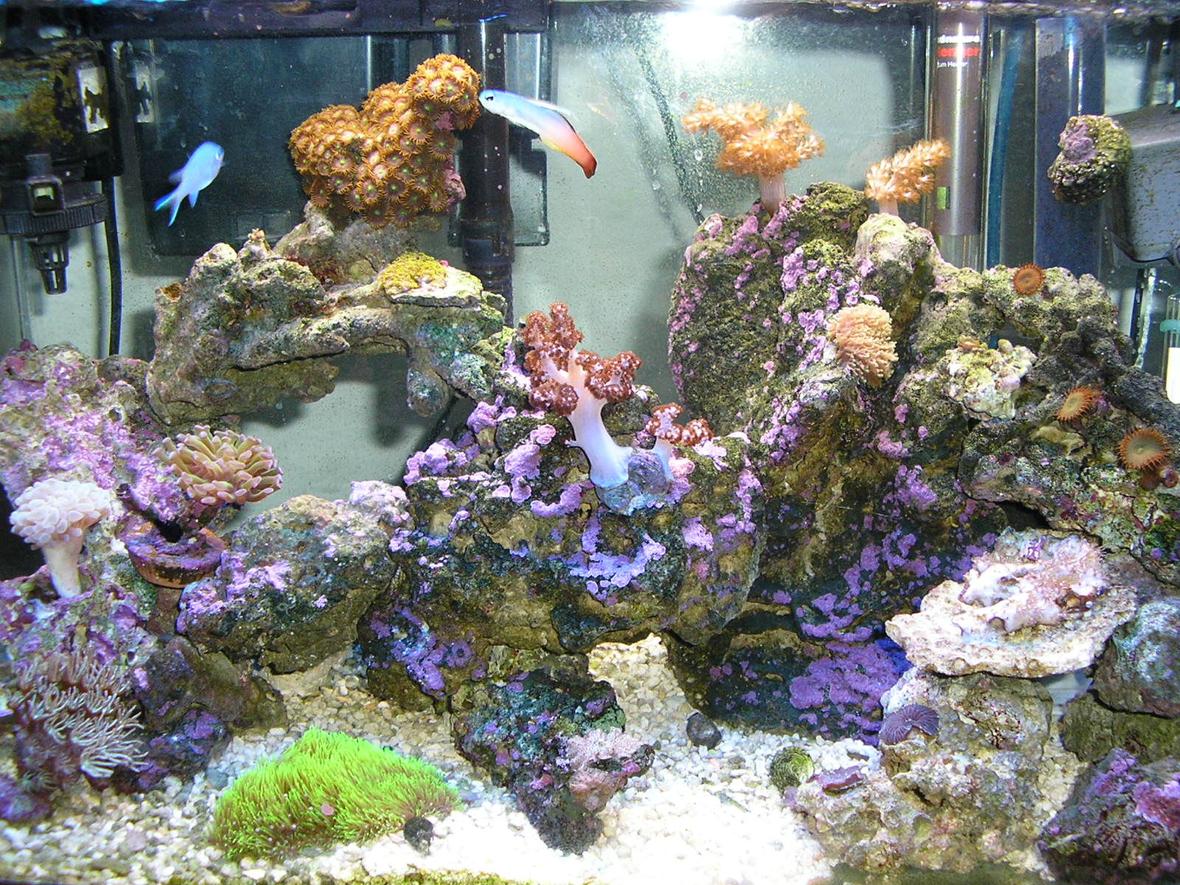 corals inverts - dendronephthya sp. - carnation tree coral stocking in 10 gallons tank - 10 g reef tank 3 months old, my first tank