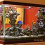90 gallons saltwater fish tank (mostly fish, little/no live coral) - Another from ther rear view
