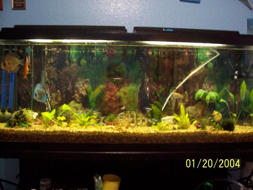 Rated #1976: 55 Gallons Planted Tank - my tank
