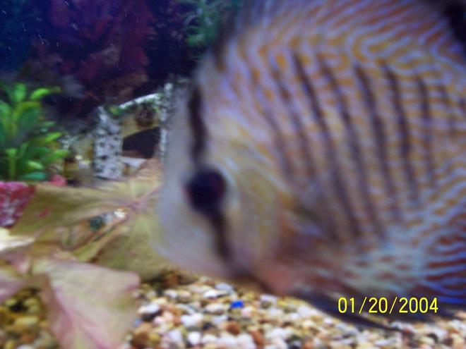 freshwater fish - symphysodon spp. - snakeskin discus stocking in 55 gallons tank - red snakeskin discus